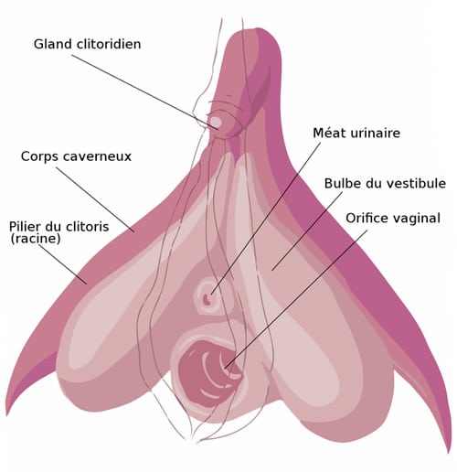 schema-clitoris