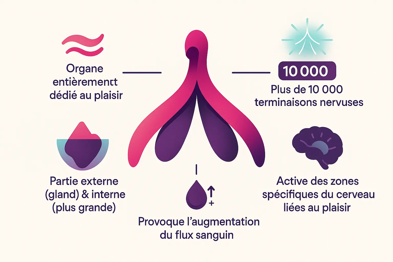 <strong>Anatomie du clitoris</strong>
